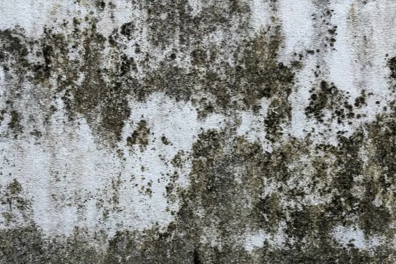 Mur clair envahi par des taches sombres d'humidité